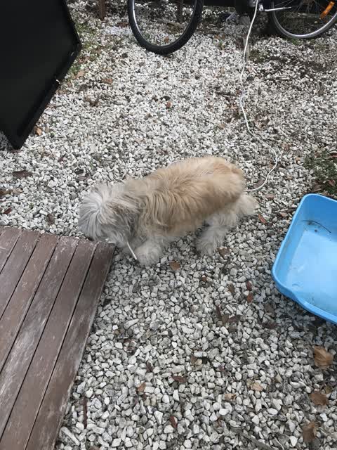 Animal - Domestic, a report photo