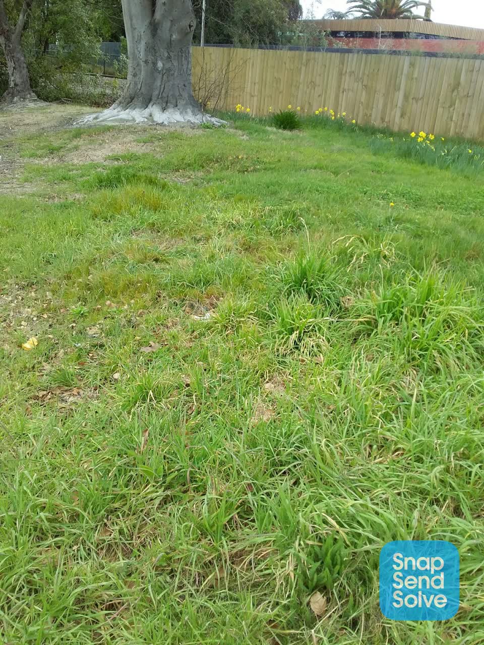 The photograph attached to this overgrown vegetation report