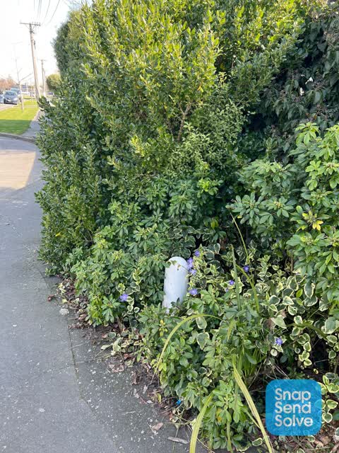 Overgrown Vegetation, a report photo