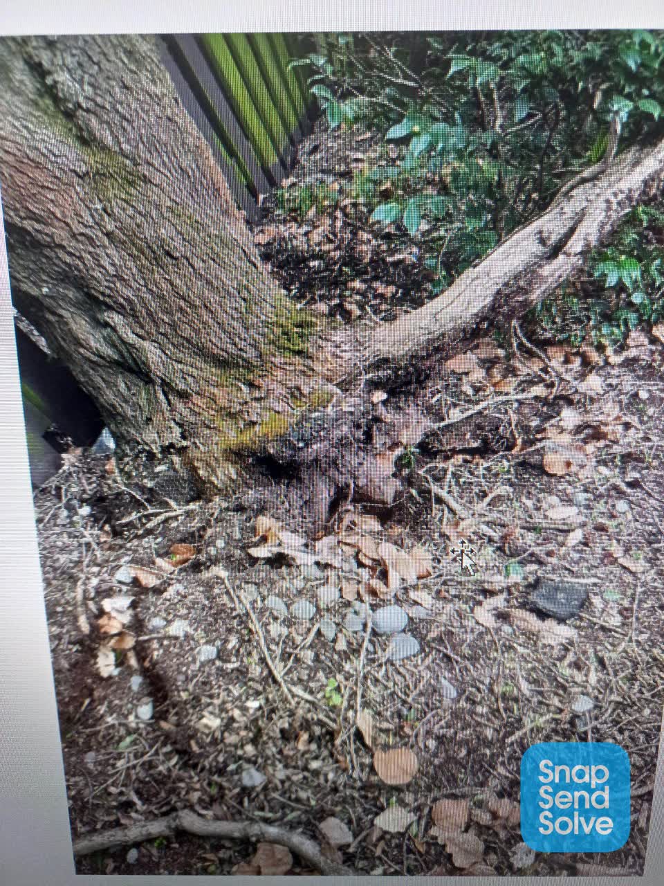 The photograph attached to this fallen tree report