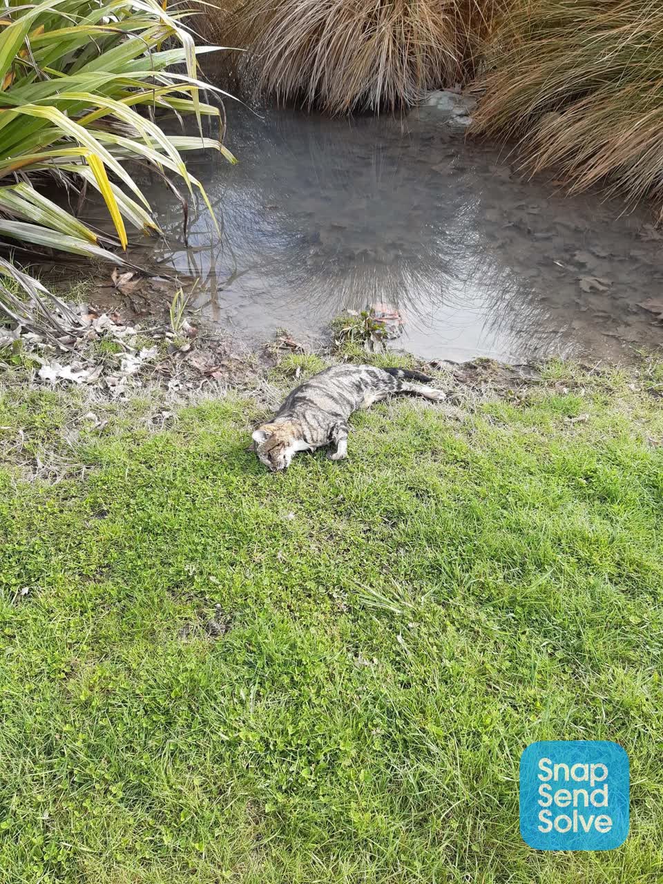 The photograph attached to this animal - deceased report