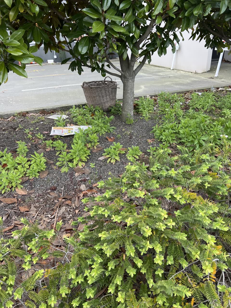 The photograph attached to this dumped rubbish report
