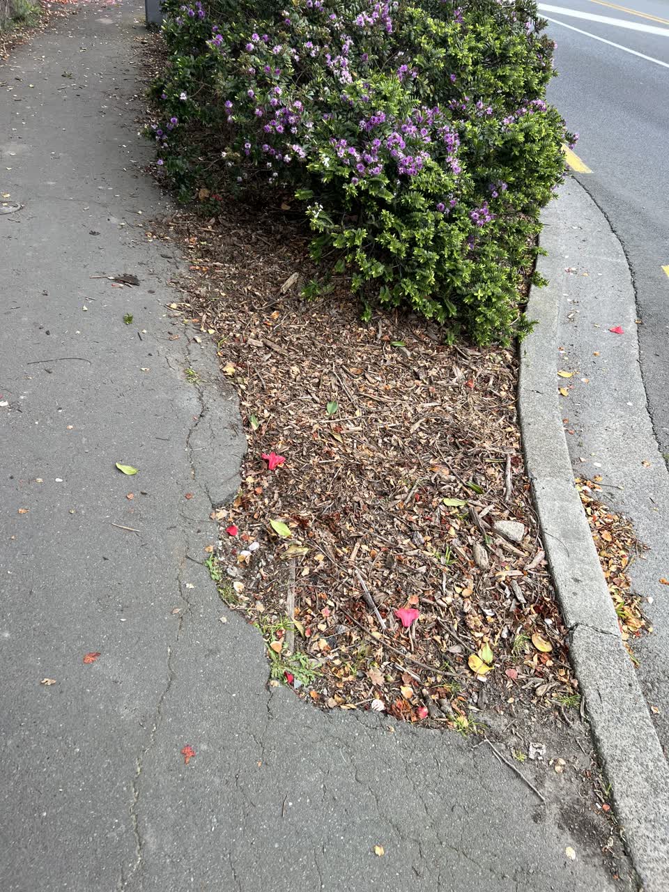 The photograph attached to this pavement - damaged report