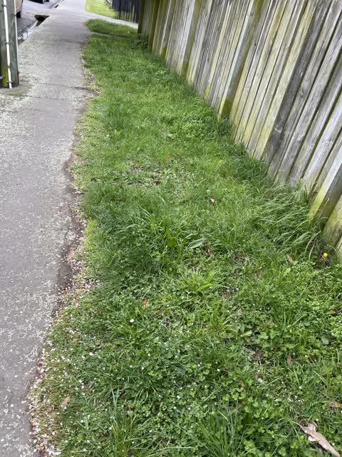 Overgrown Vegetation, a report photo
