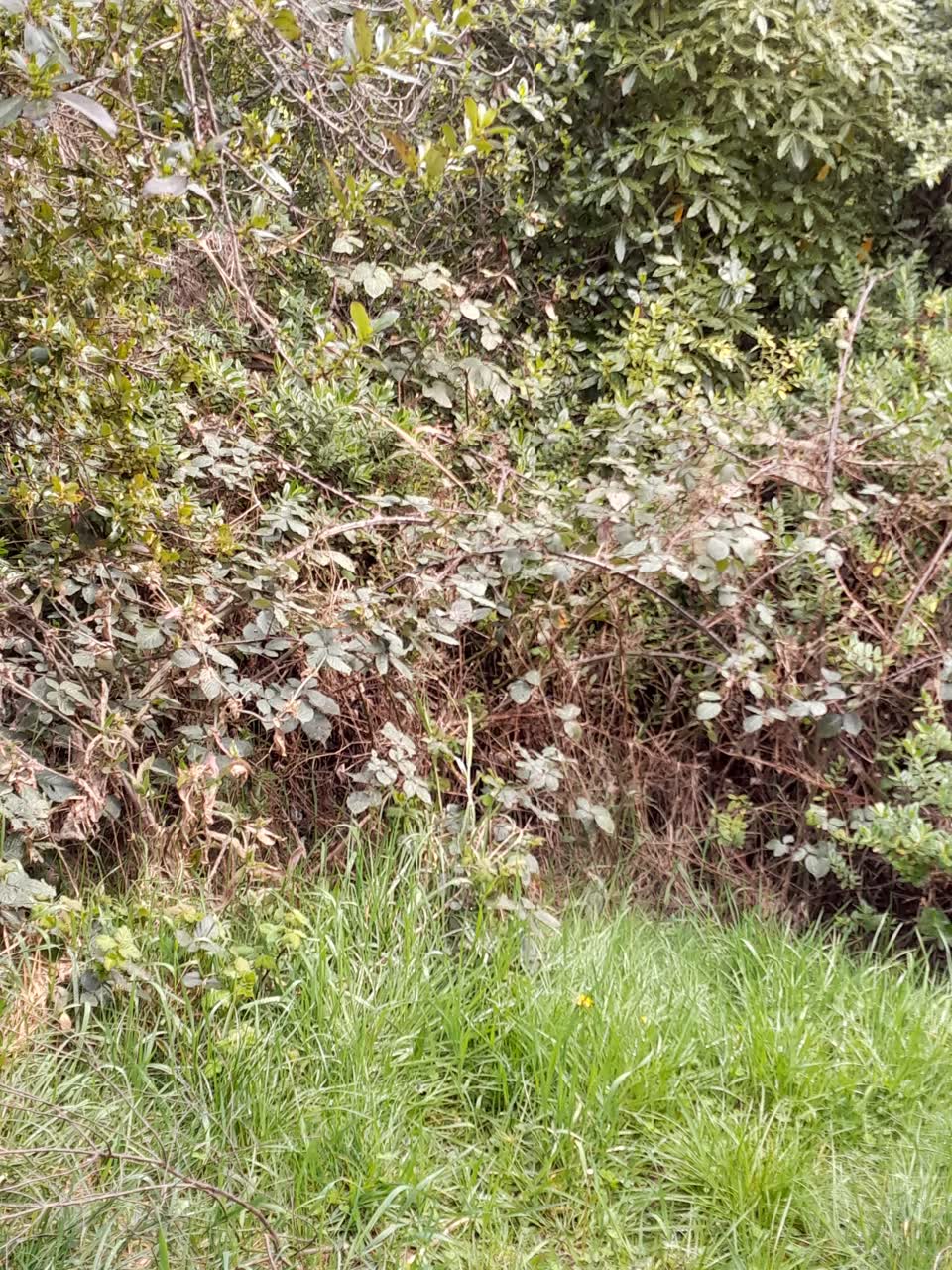The photograph attached to this overgrown vegetation report