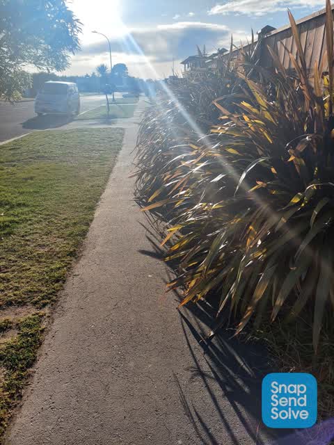 Overgrown Vegetation, a report photo