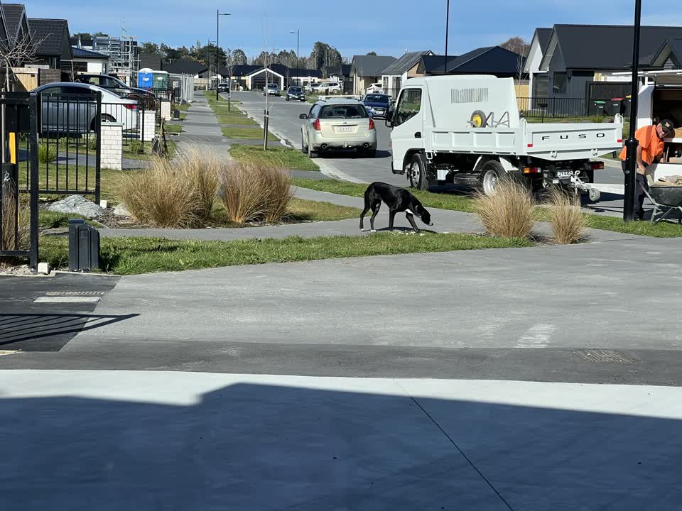 The photograph attached to this animal - domestic report