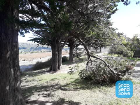 Fallen Tree — a report photo