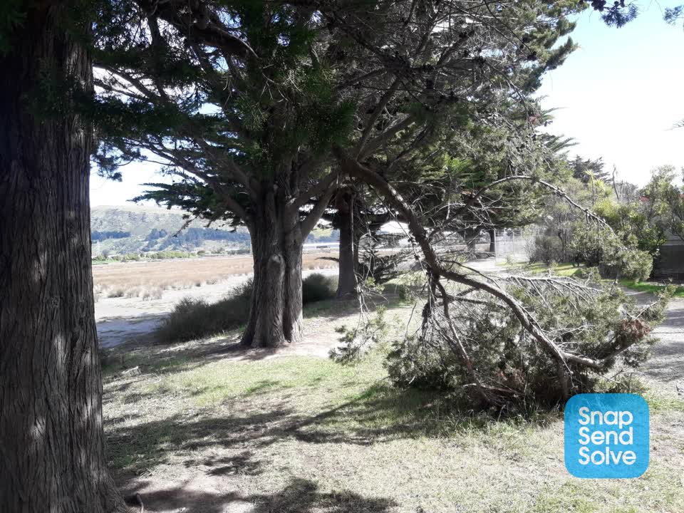 The photograph attached to this fallen tree report