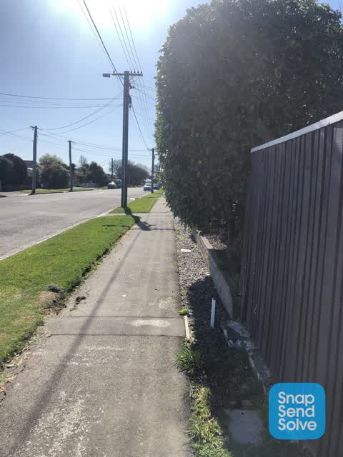 Overgrown Vegetation, a report photo