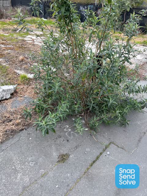 General Request, a report photo