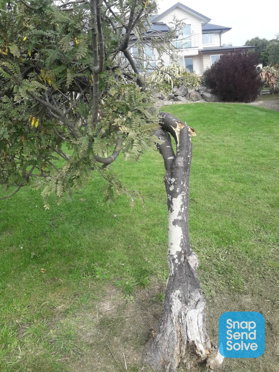 The photograph attached to this trees - general report