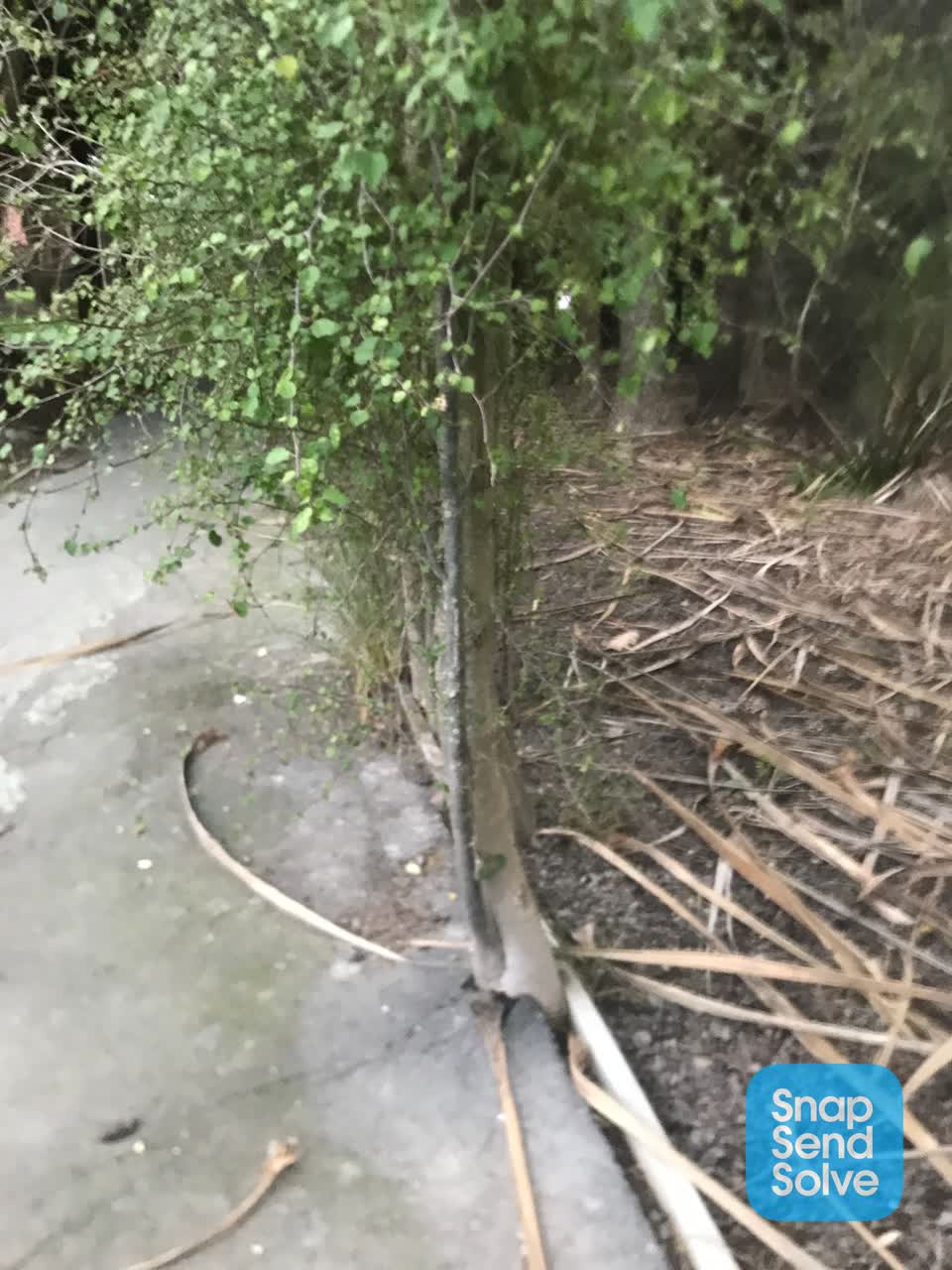 The photograph attached to this overgrown vegetation report