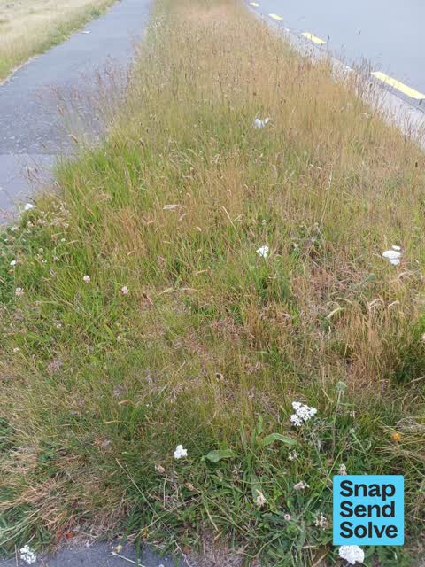 Overgrown Vegetation, a report photo