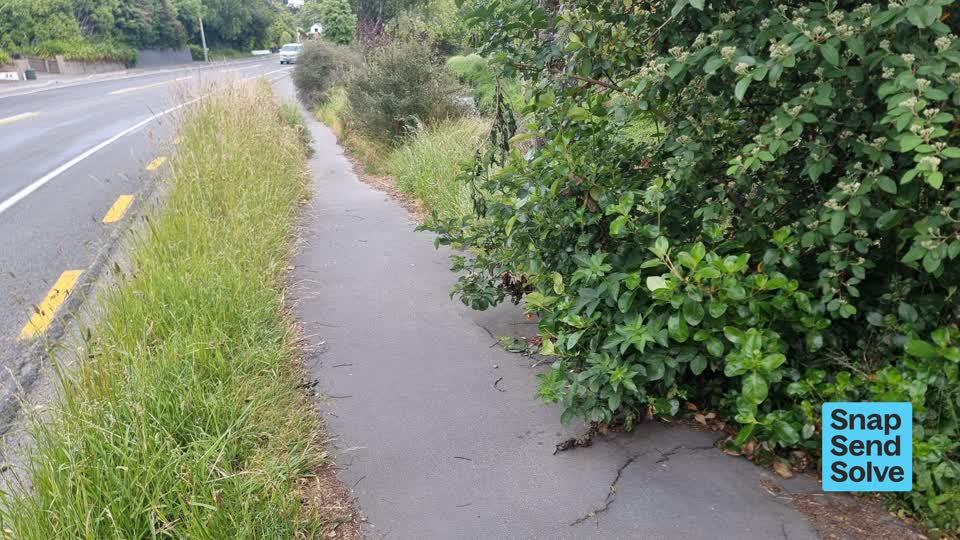The photograph attached to this overgrown vegetation report