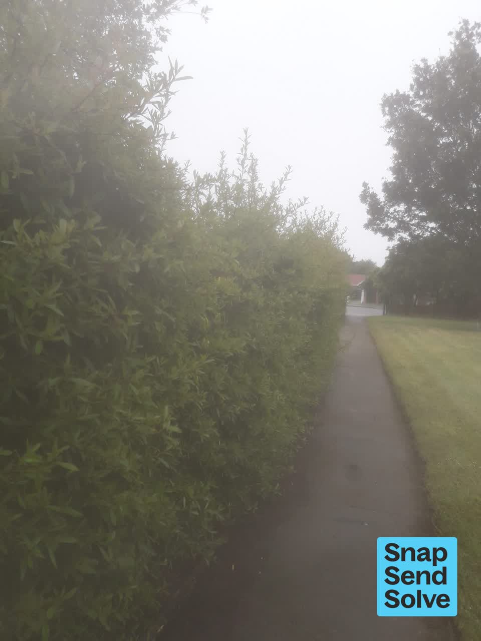 The photograph attached to this overgrown vegetation report