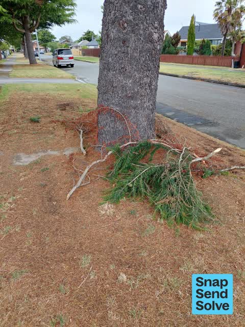 Trees - General, a report photo