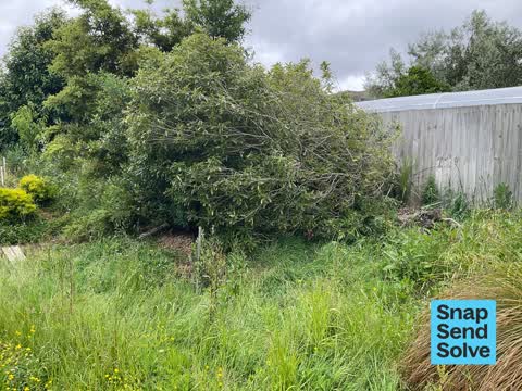 Fallen Tree, a report photo