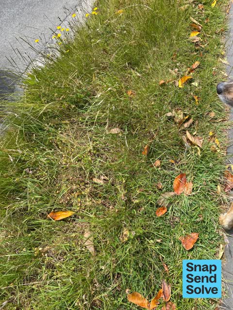 Overgrown Vegetation, a report photo