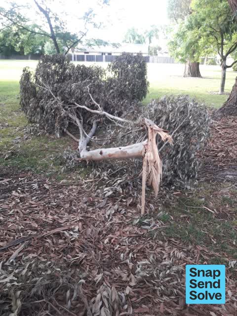 Fallen Tree — a report photo