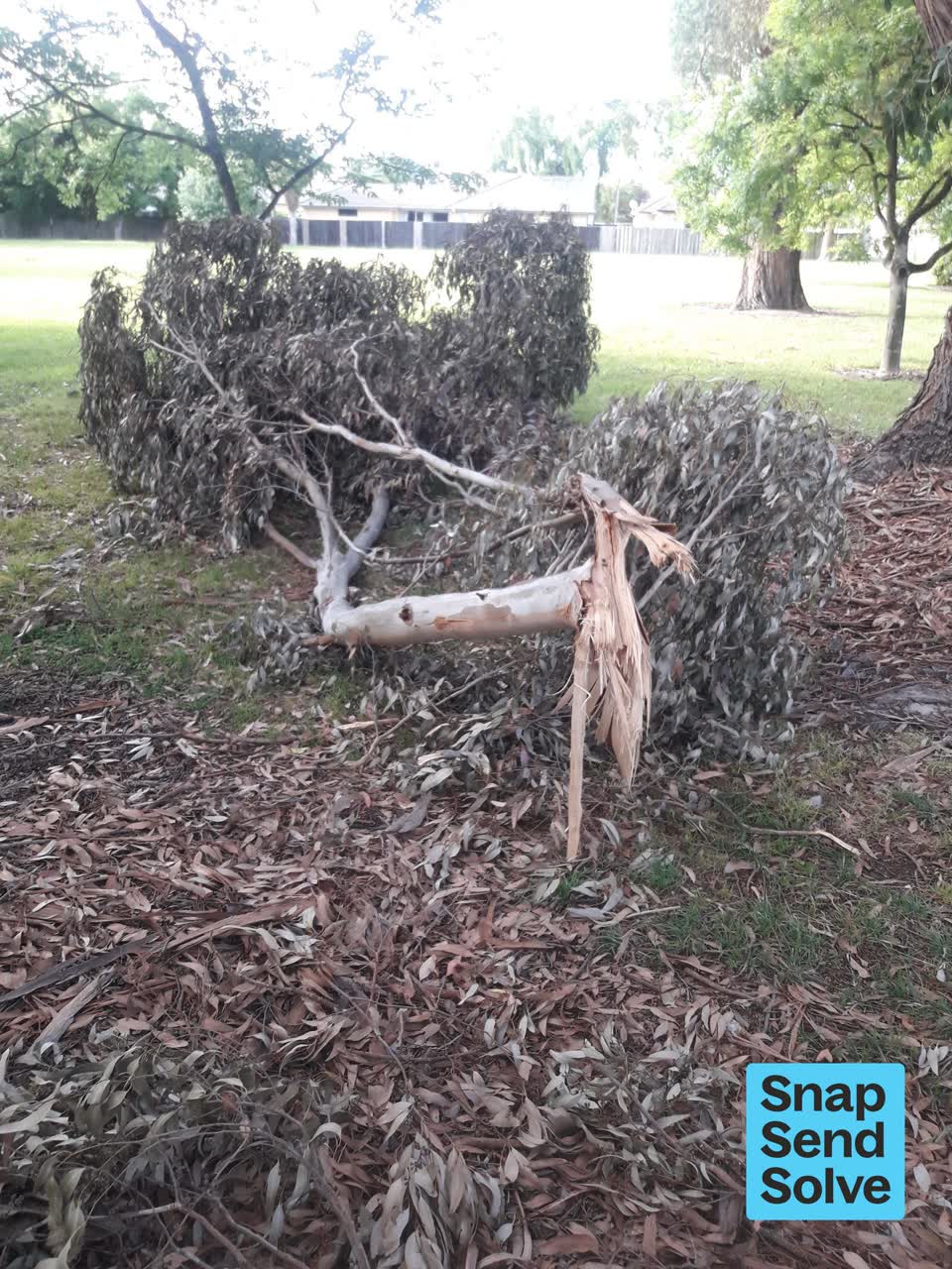 The photograph attached to this fallen tree report