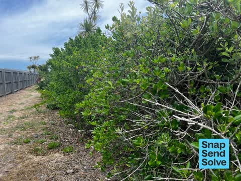 Overgrown Vegetation, a report photo