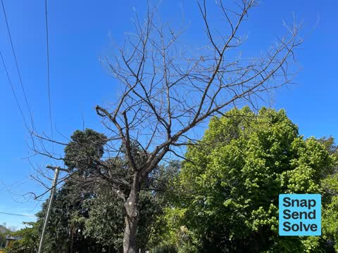 Trees - General, a report photo