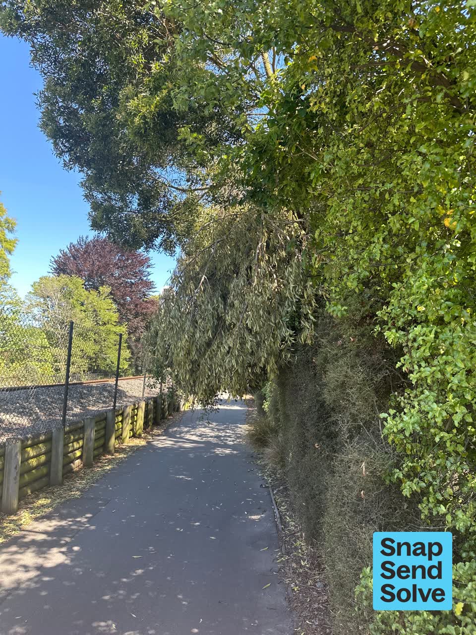 The photograph attached to this fallen tree report