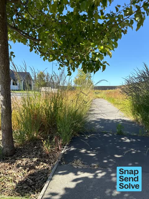 Overgrown Vegetation, a report photo