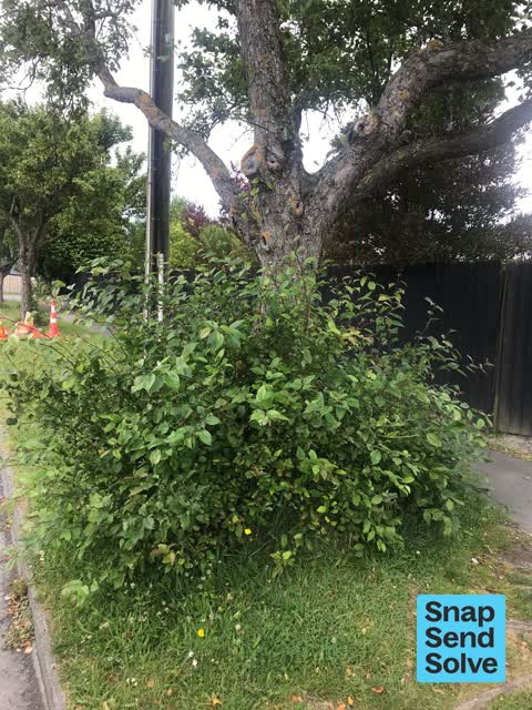 Overgrown Vegetation, a report photo