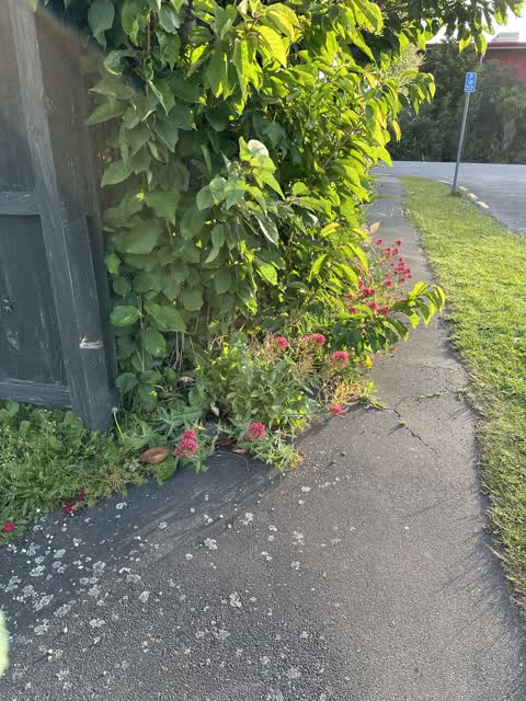 Overgrown Vegetation — a report photo