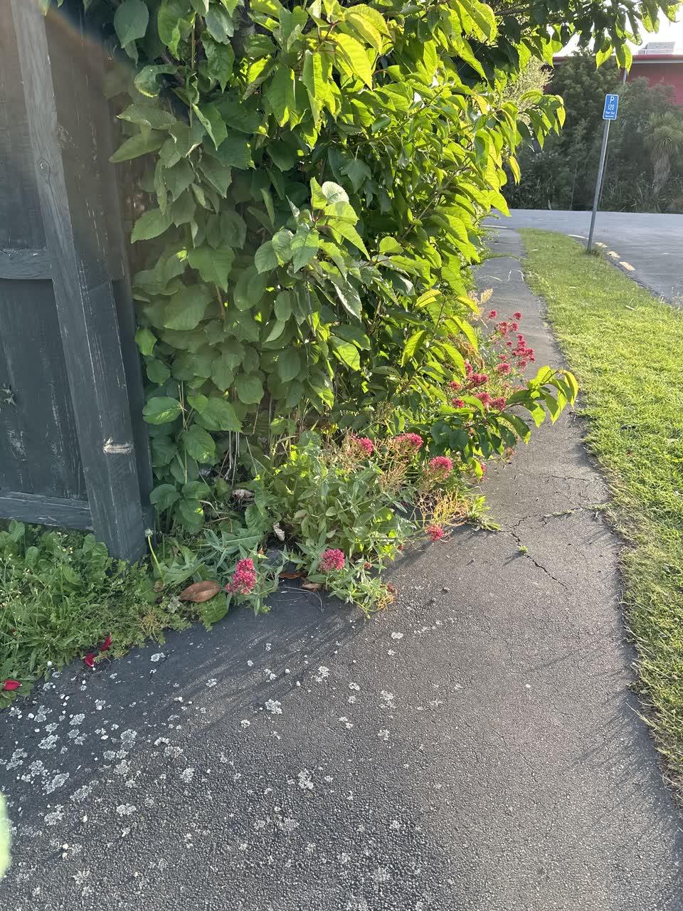 The photograph attached to this overgrown vegetation report