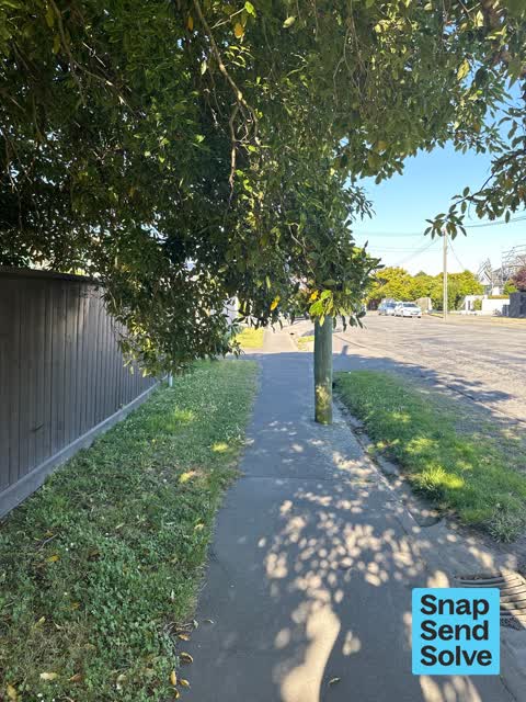 Overgrown Vegetation, a report photo