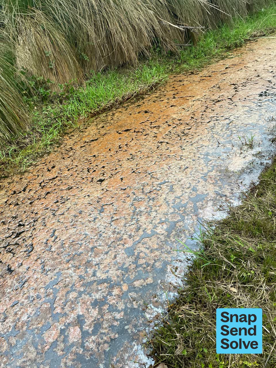The photograph attached to this overgrown vegetation report