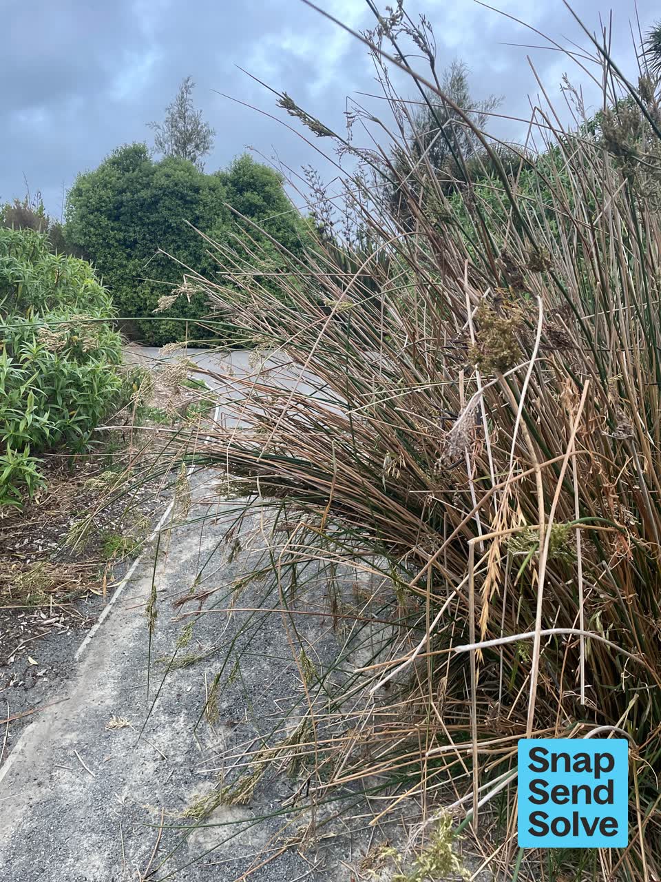 The photograph attached to this overgrown vegetation report