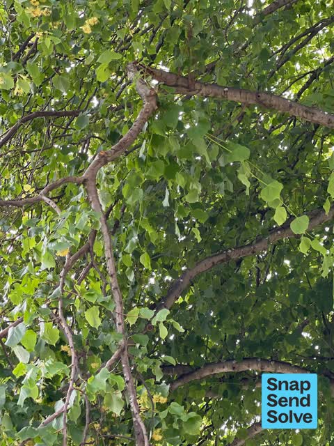 Trees - General, a report photo