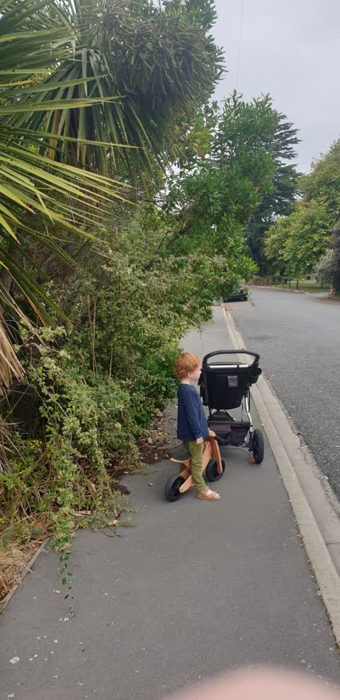 Overgrown Vegetation, a report photo
