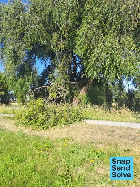 Overgrown Vegetation, a report photo