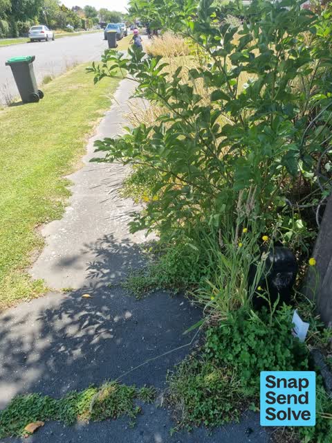 Overgrown Vegetation, a report photo