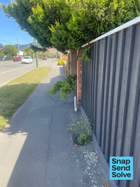 Overgrown Vegetation, a report photo