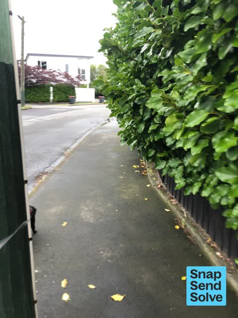 Overgrown Vegetation, a report photo