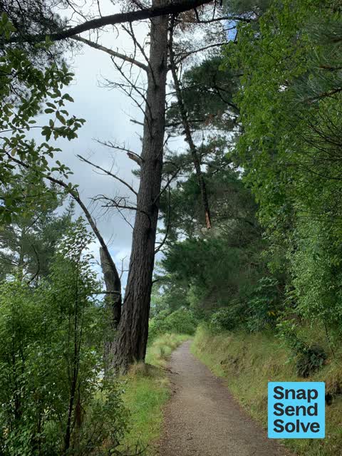 Fallen Tree, a report photo