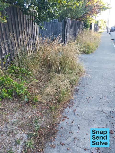 Overgrown Vegetation, a report photo