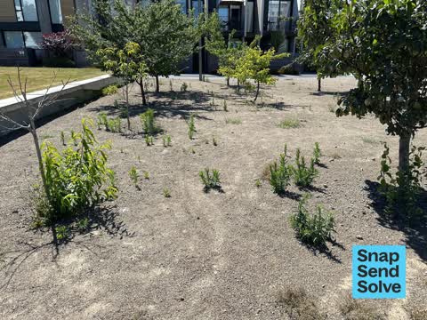 Overgrown Vegetation — a report photo