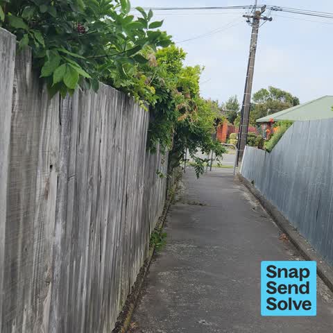 Overgrown Vegetation, a report photo