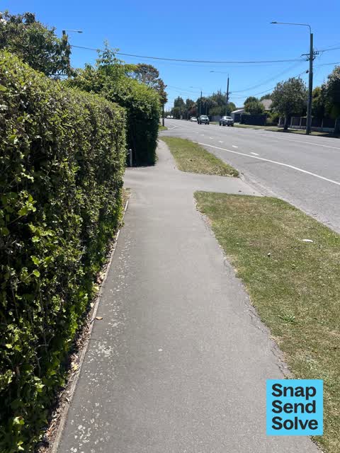 Overgrown Vegetation, a report photo
