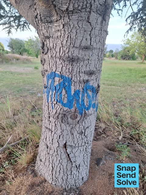 Graffiti — a report photo