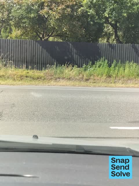 Overgrown Vegetation, a report photo