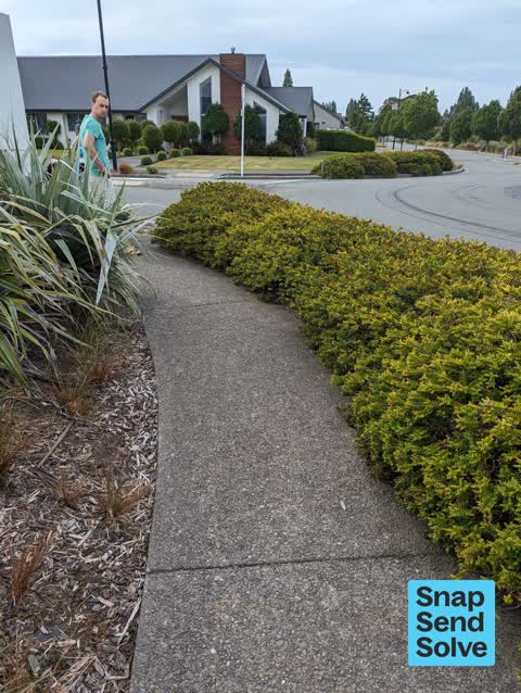 Overgrown Vegetation, a report photo