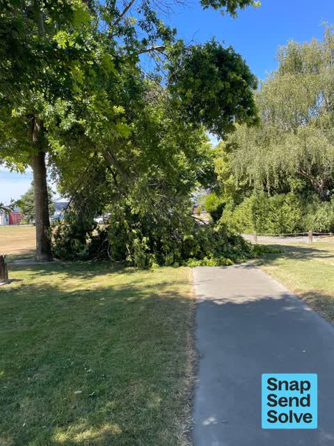 Overgrown Vegetation — a report photo